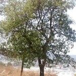 Quercus suber عادت داشتن