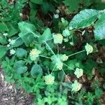 Bupleurum longifolium Květ