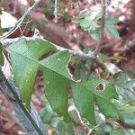Schlechterina mitostemmatoides Leaf