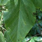 Dombeya punctata Leaf