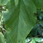 Dombeya punctata Hoja