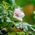 Rosa rugosa Fleur