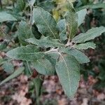 Quercus ilex Leaf