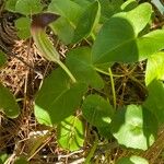 Arisarum simorrhinum Blad