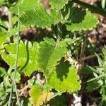 Teucrium chamaedrys পাতা