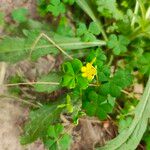 Oxalis stricta 叶