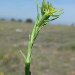 Euphorbia exigua Hábito
