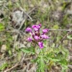 Verbena canadensis Flower