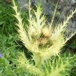 Cirsium spinosissimum Прочее