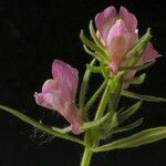 Misopates orontium 花