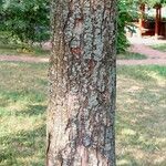 Ostrya carpinifolia Bark