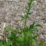 Pimpinella anisum Foglia