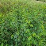 Indigofera arrecta 葉