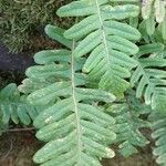 Polypodium vulgare Ліст