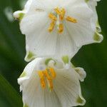 Leucojum pulchellum Flor