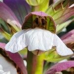 Acanthus spinosus Virág