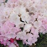 Rhododendron × detonsum