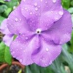Brunfelsia pauciflora Flor