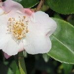 Camellia caudata Blüte