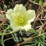 Monsonia longipes Blomma