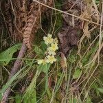 Primula vulgaris Virág