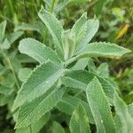 Mentha longifoliaFulla