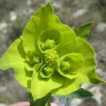 Euphorbia serrataFlower