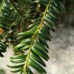 Torreya nucifera 叶