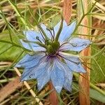 Nigella sativa Flower