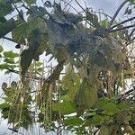 Catalpa ovata ഇല