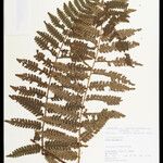 Cyathea cyatheoides Folla