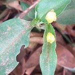 Commelina africana Fleur