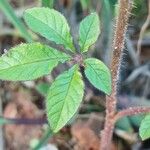 Cleome gynandra Leaf