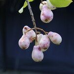 Syzygium guineense Fruto