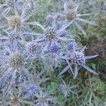 Eryngium amethystinum Blomma