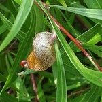 Hakea salicifolia Fruto
