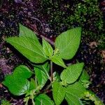 Eleutheranthera ruderalis Celota