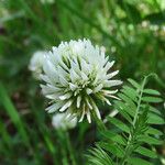 Trifolium montanum 花