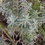 Helichrysum luzulifolium