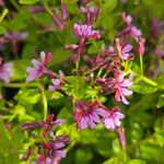 Cuphea racemosa Fleur