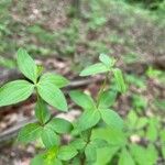 Galium circaezans Leaf