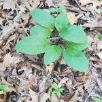 Andersonglossum virginianum Folha