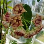 Hoya archboldiana Bleunienn