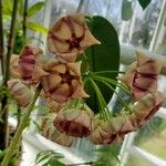 Hoya archboldiana Flower