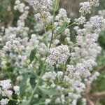 Lepidium latifolium Flower