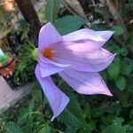 Dahlia imperialis Flor