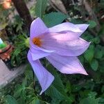 Dahlia imperialis Flower