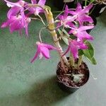 Dendrobium moniliforme Leaf