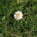 Carlina acaulis Habitus