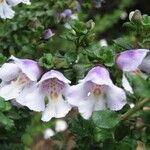 Prostanthera cuneata Çiçek